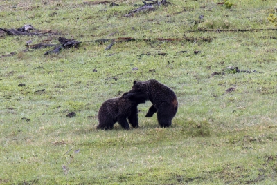 Grizzly Bears Fairy Falls Parking Lot 2025